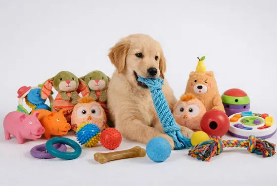 Dogs