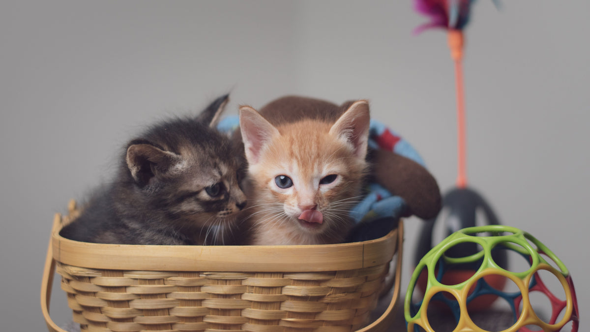 Cats